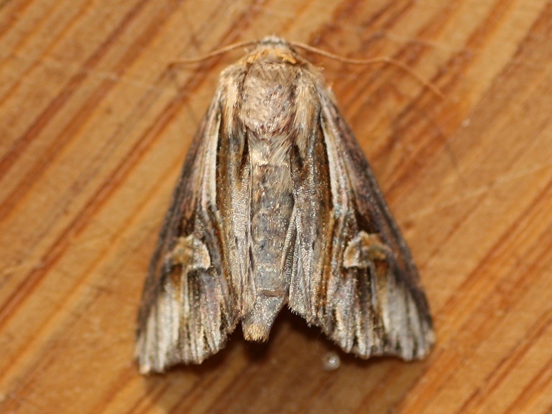 Noctuidae 2 da ID - Actinotia polyodon